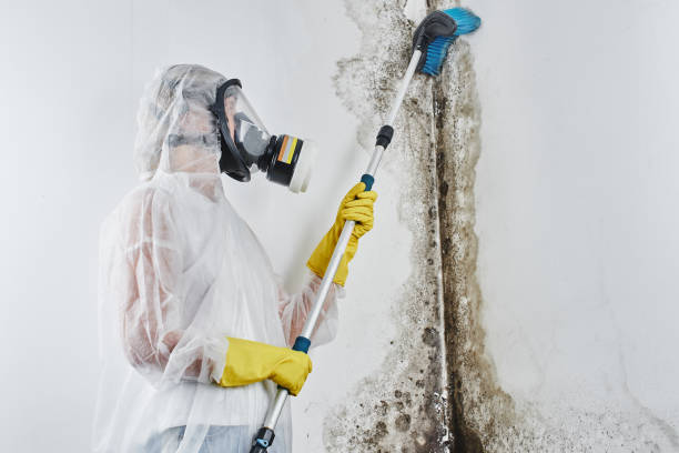 Best Insurance-Related Mold Remediation in Sherrill, NY