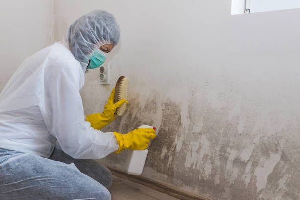 Best Basement Mold Remediation in Sherrill, NY