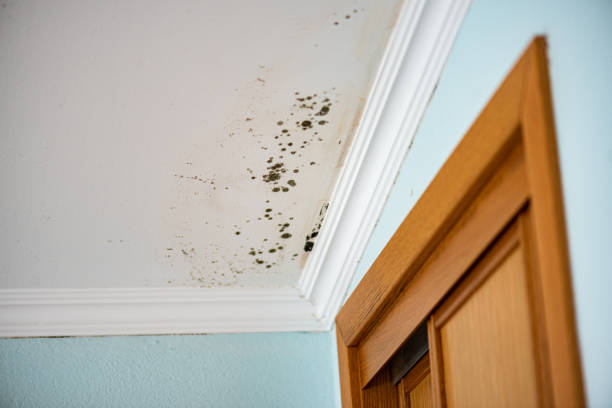 Best Bathroom Mold Remediation in Sherrill, NY