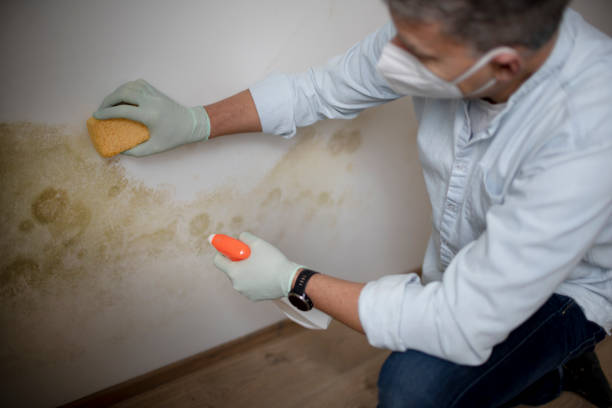 Best Crawl Space Mold Remediation in Sherrill, NY
