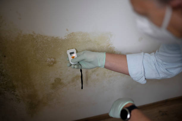Professional Mold Remediation in Sherrill, NY