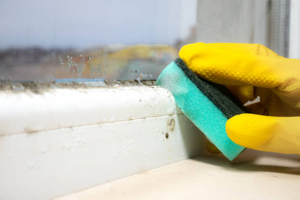 Best Residential Mold Remediation in Sherrill, NY