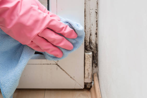 Best Localized Mold Remediation (e.g., coastal areas, humid climates) in Sherrill, NY