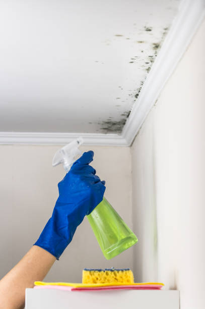 Best Industrial Mold Remediation in Sherrill, NY