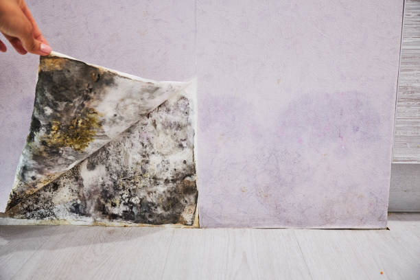 Best Attic Mold Remediation in Sherrill, NY